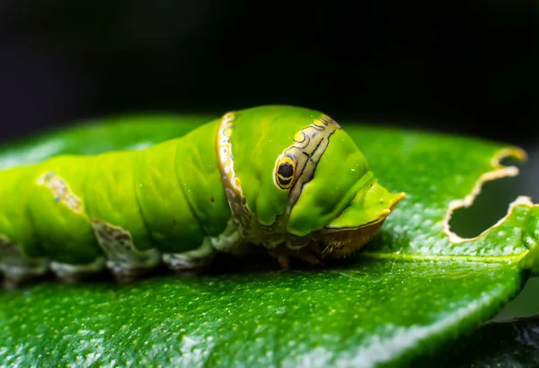 Caterpillar. gröna masken äta bladen — Stockfoto