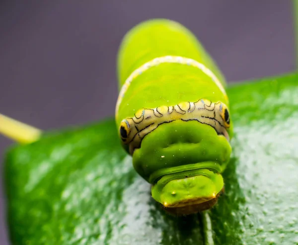 Oruga. gusano verde comiendo las hojas —  Fotos de Stock