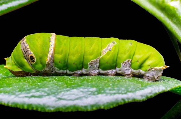 Oruga. gusano verde comiendo las hojas —  Fotos de Stock