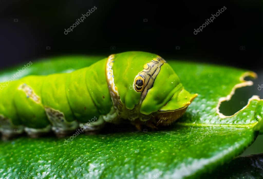 Caterpillar. green worm eating the leaves ⬇ Stock Photo, Image by ©
