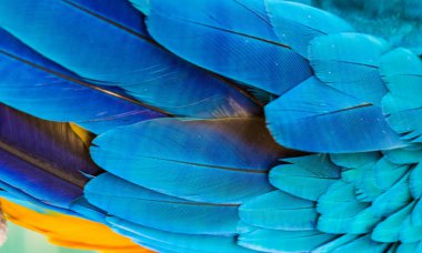  tüyler papağan Amerika papağanı.