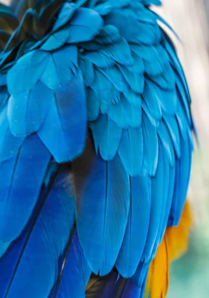 Пір'я папуга ара . — стокове фото