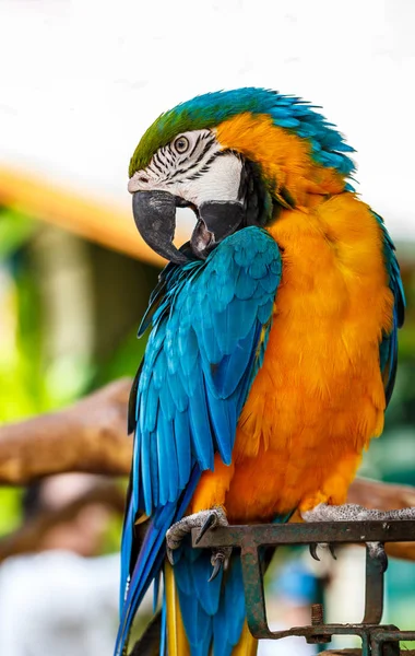 Папуга макаве синя і апельсинова . — стокове фото