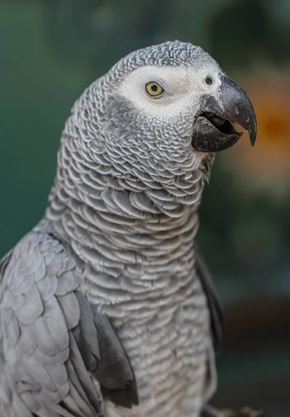 Сірий папуга ара . — стокове фото
