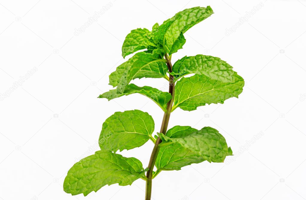 Green peppermint leaf