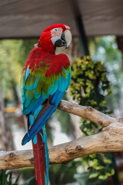 Papegaai Ara rood en blauw. — Stockfoto