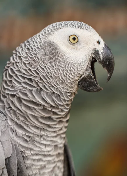 Білий папуга ара . — стокове фото