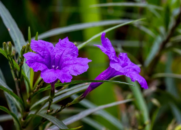 Натуральні фіолетові квіти — стокове фото