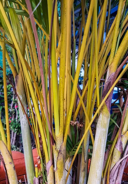 黄色の植物の幹 — ストック写真