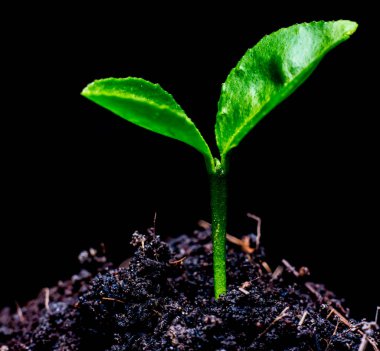 Yeşil bitkiler büyüyor