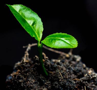 Yeşil bitkiler büyüyor