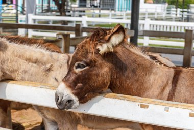 Kahverengi at duran gruptaki ahşap çit
