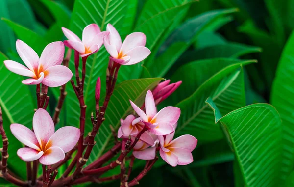 Plumeria Rose Fleurit Belle Gros Plan — Photo