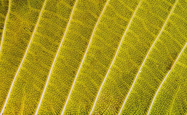 Texture Leaf Background Close — Stock Fotó