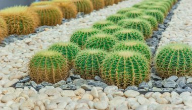 Kaktüs iş amaçlı ekildi, seyahat ve satış için..