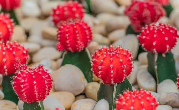 Červená Kaktusová Rostlina Pozadí — Stock fotografie