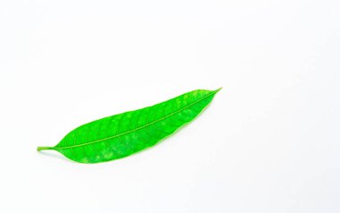 Geriye yeşil mango kalıyor. beyaz arkaplanda izole.