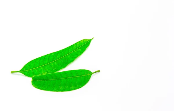 Groene Bladeren Bladeren Van Mango Geïsoleerd Witte Achtergrond — Stockfoto