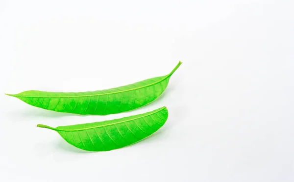 Зелене Листя Ізольовано Білому Тлі — стокове фото