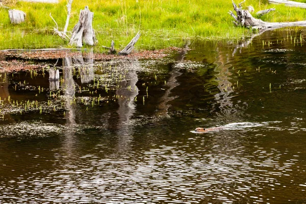 Biber Nationalpark Feuerland Patagonien — Stockfoto