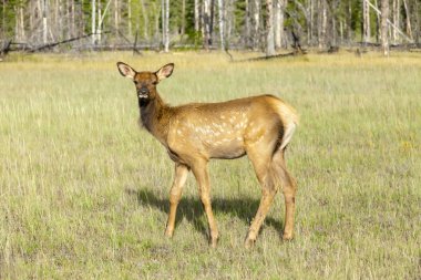 Katır Banff National Park Batı Kanada