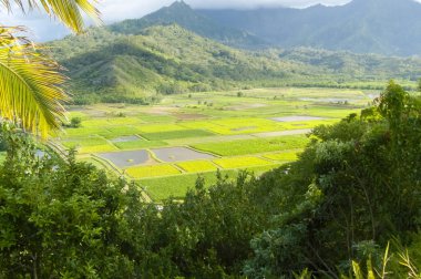 Hawaiian paddies panorama kawaii Island hawaii Amerika Birleşik Devletleri