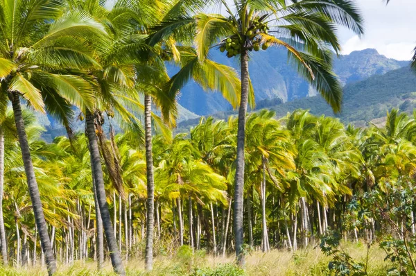 Palm forest with sun hawaii oahu island united states Royalty Free Stock Images