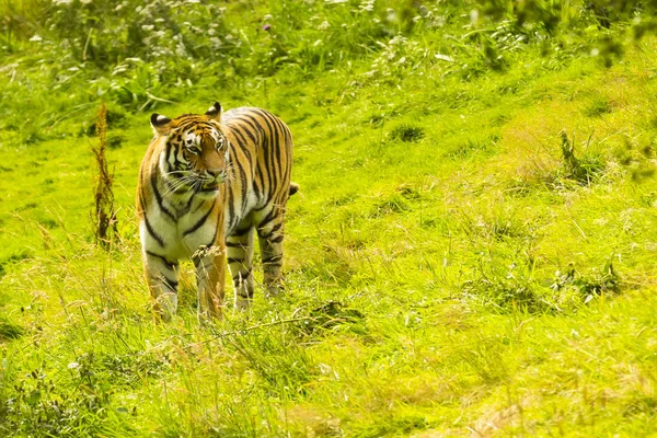 Indian tiger in the meadow — Stock Photo, Image