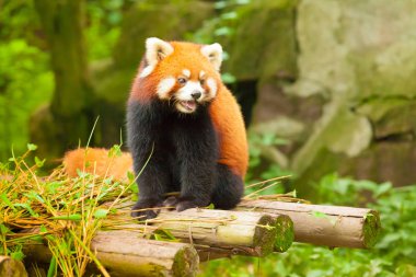 Çin kırmızı panda yaşam içinde