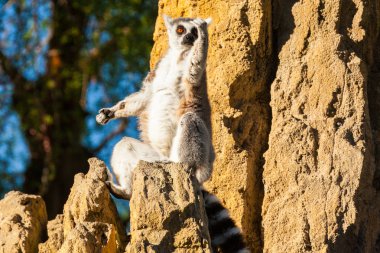 gün batımında lemur Madagaskar