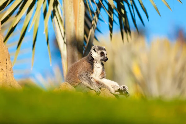 Sitting lemur madagasgar — Stock Photo, Image