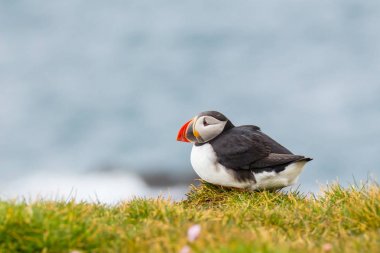 İzlanda martı yakın çekim latrabjarg