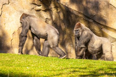 İki koca goril çimenlerin üzerinde yürüyüş