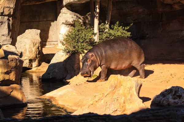 L'hippopotame africain dans un refuge faunique — Photo