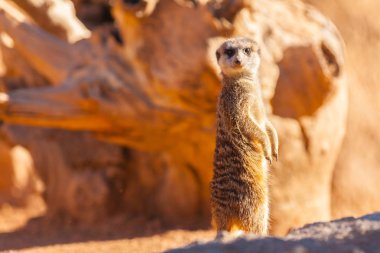 izole ayakta meerkat günbatımı portre
