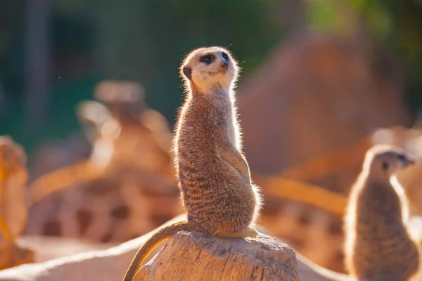 Meerkats al atardecer — Foto de Stock