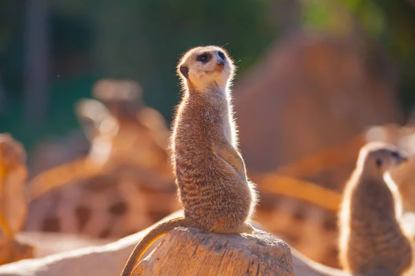 Meerkats at sunset — Stock Photo, Image