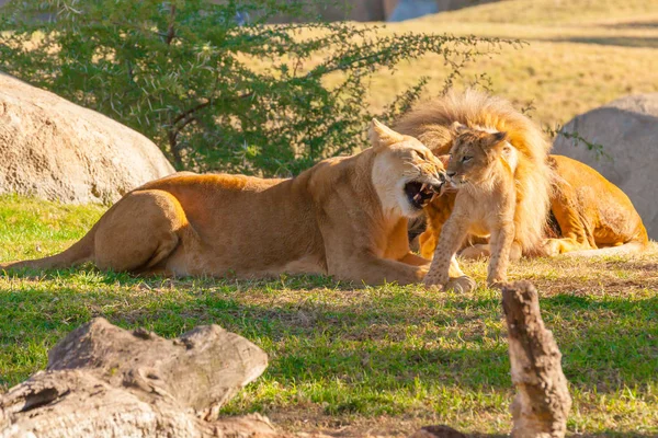 Löwin spielt mit ihrem Jungtier — Stockfoto