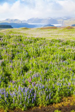 Vatnajokull Milli Parkı İzlanda