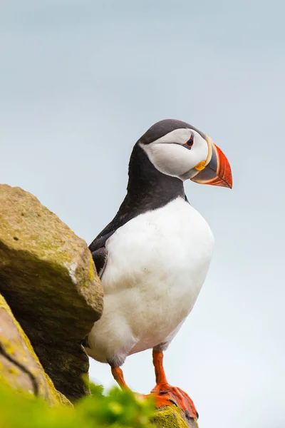 Frailecillo de cerca en el acantilado de latrabjarg iceland — Foto de Stock