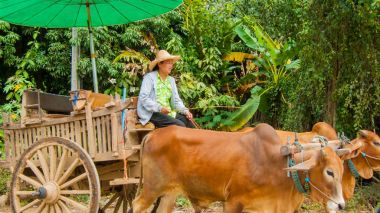 öküz tarafından çekti woodcocks yakın çekim