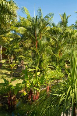 Phuket Botanik Bahçeleri palmiye Korusu