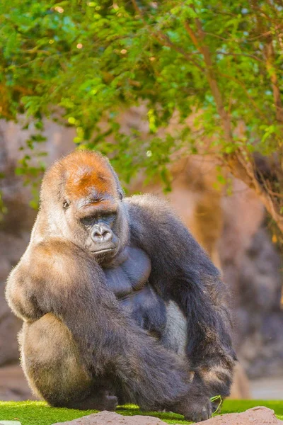 Сидячи silverback горили — стокове фото