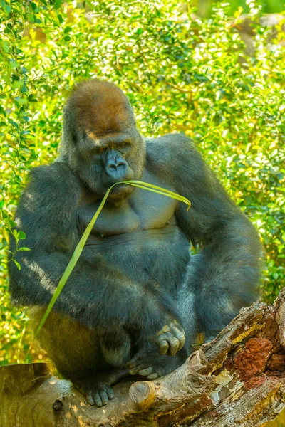 Gorille dans la nature Congo — Photo