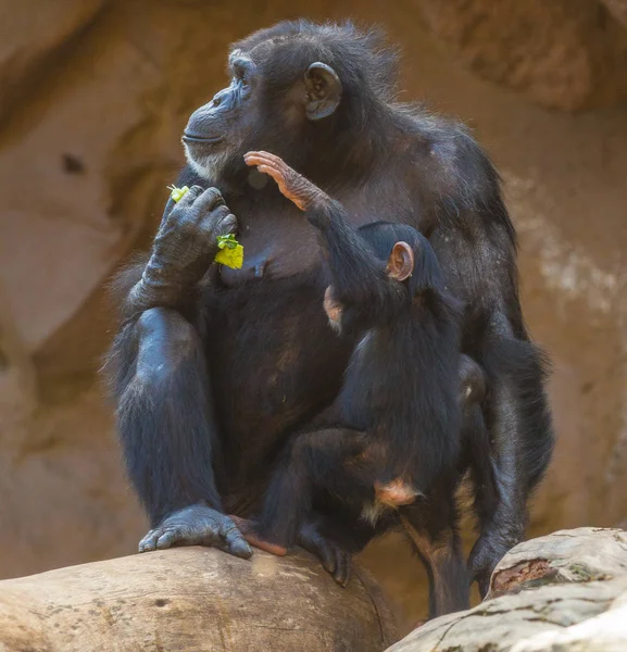 Προσωπογραφία γυναίκας χιμπατζής και cub — Φωτογραφία Αρχείου
