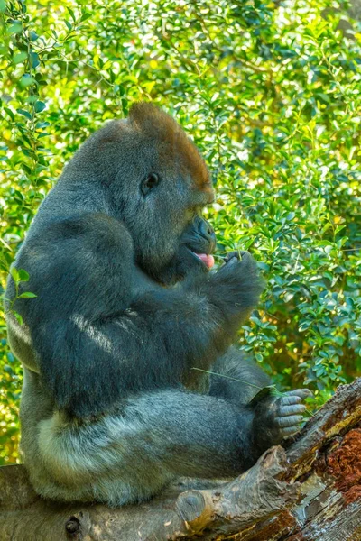 sitting gorilla in nature Congo