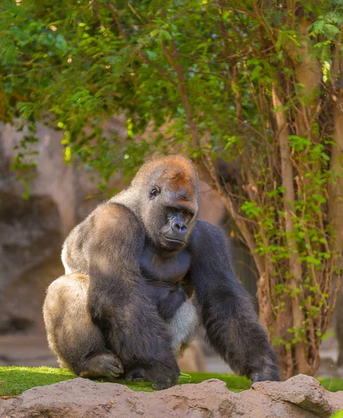 Συνεδρίαση silverback Gorilla πορτρέτο — Φωτογραφία Αρχείου