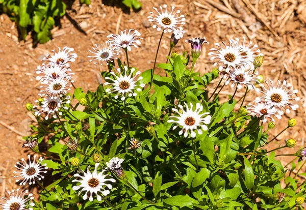 Fleurs de marguerite Tenerife — Photo