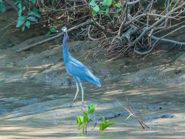 Голубая цапля Коста-Рики в природе, смотрящая в камеру — стоковое фото