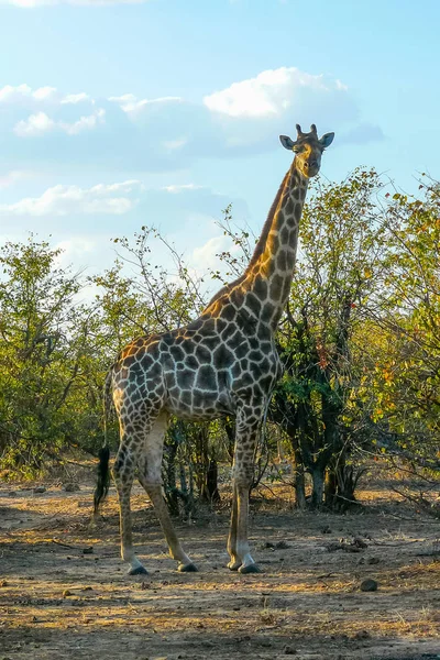 クルーガー パーク サウス アフリカを見るキリン — ストック写真